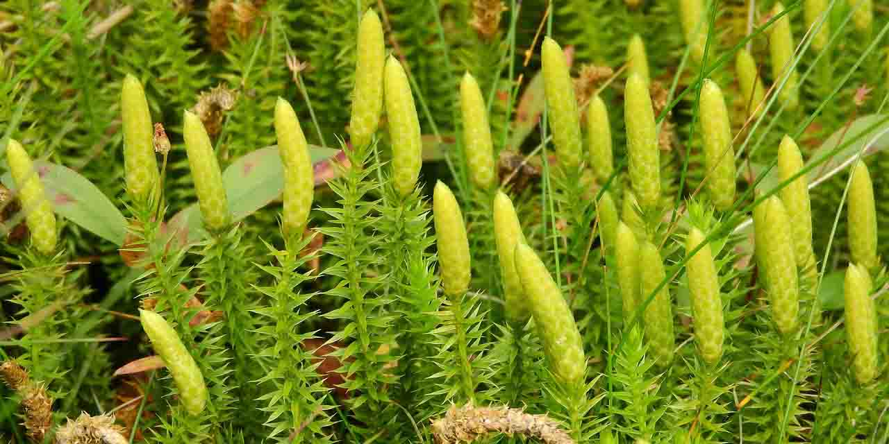 Widłak jałowcowaty