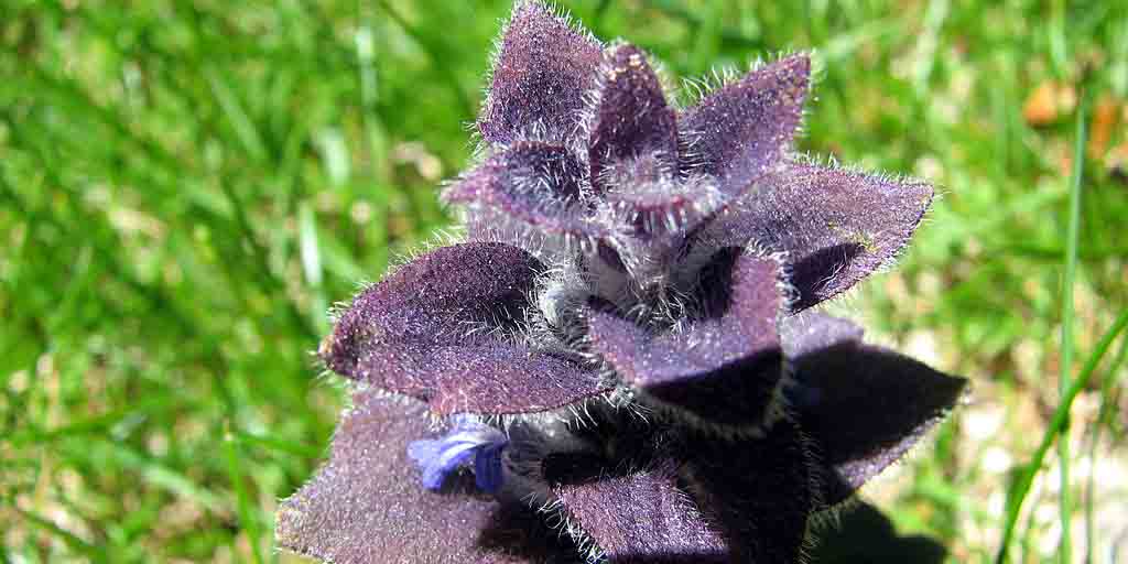 Dąbrówka piramidalna