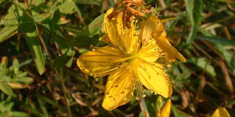 Dziurawiec czteroboczny