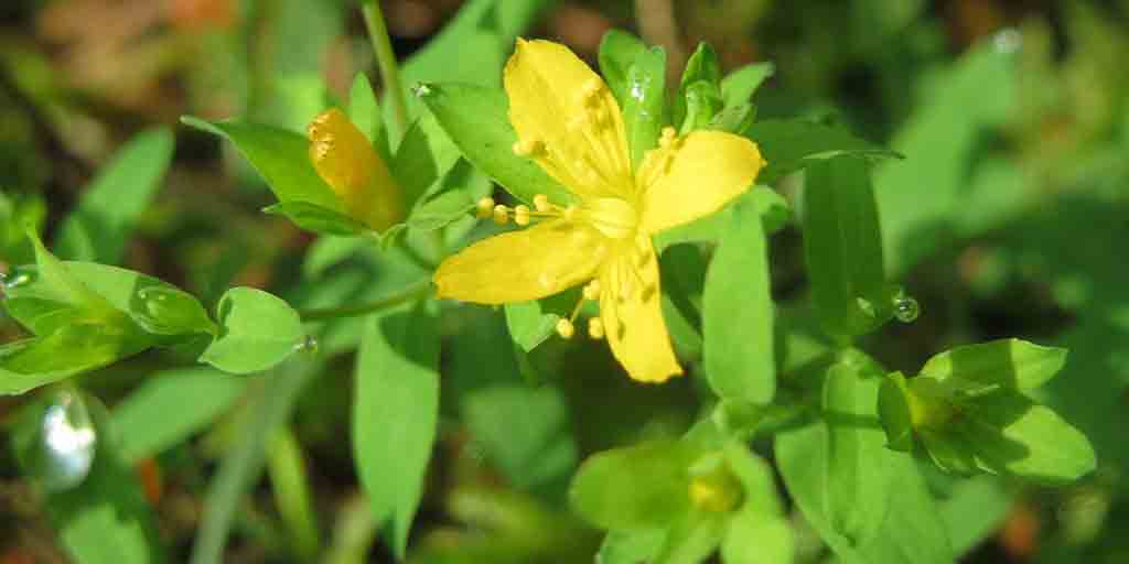 Dziurawiec rozesłany