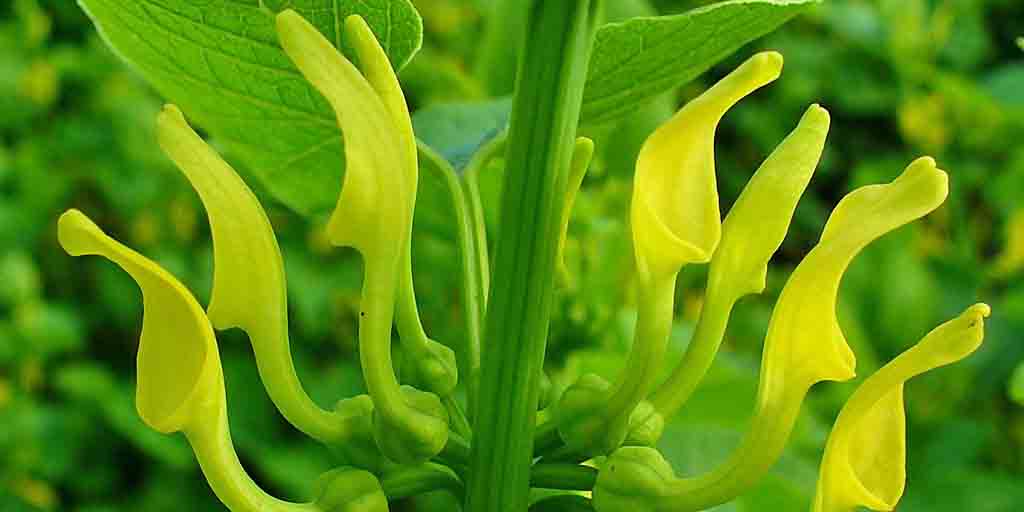 Kokornak powojnikowy