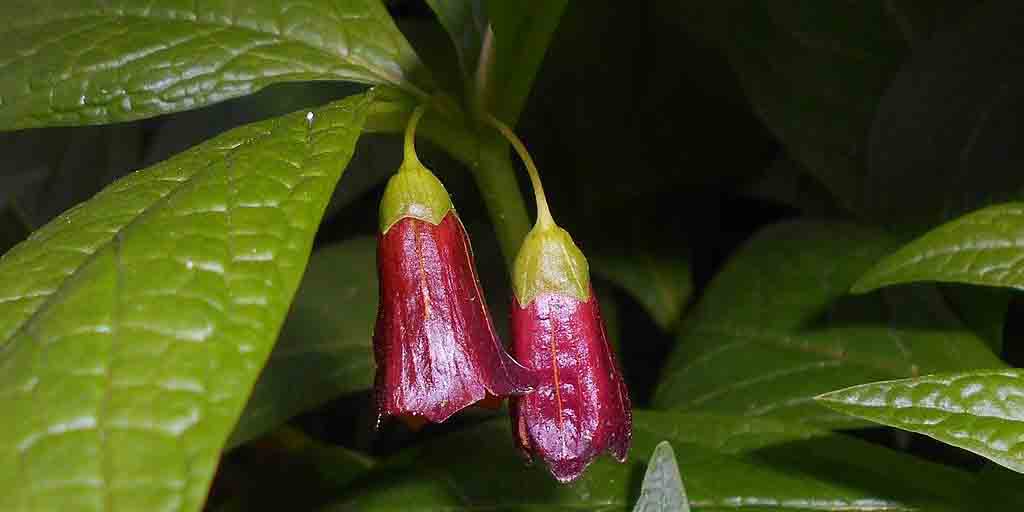 Lulecznica ukraińska