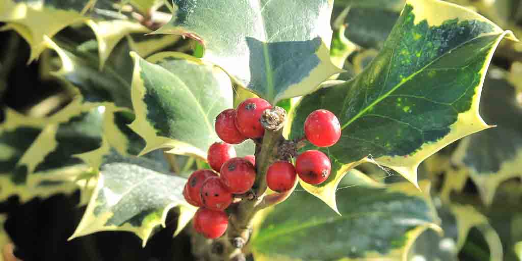 Ostrokrzew kolczasty