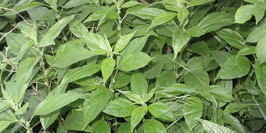 Parietaria lekarska