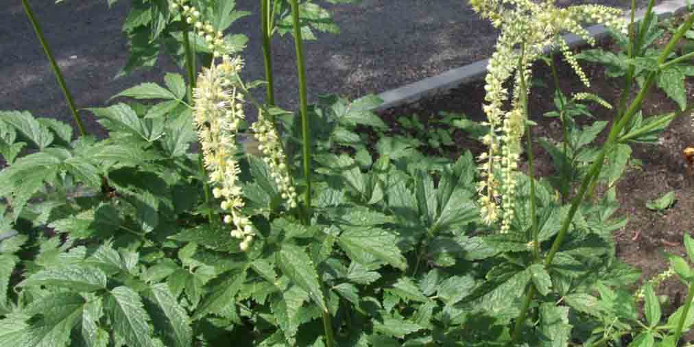 Pluskwica europejska