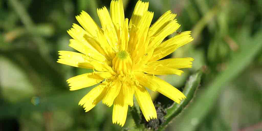 Prosienniczek szorstki