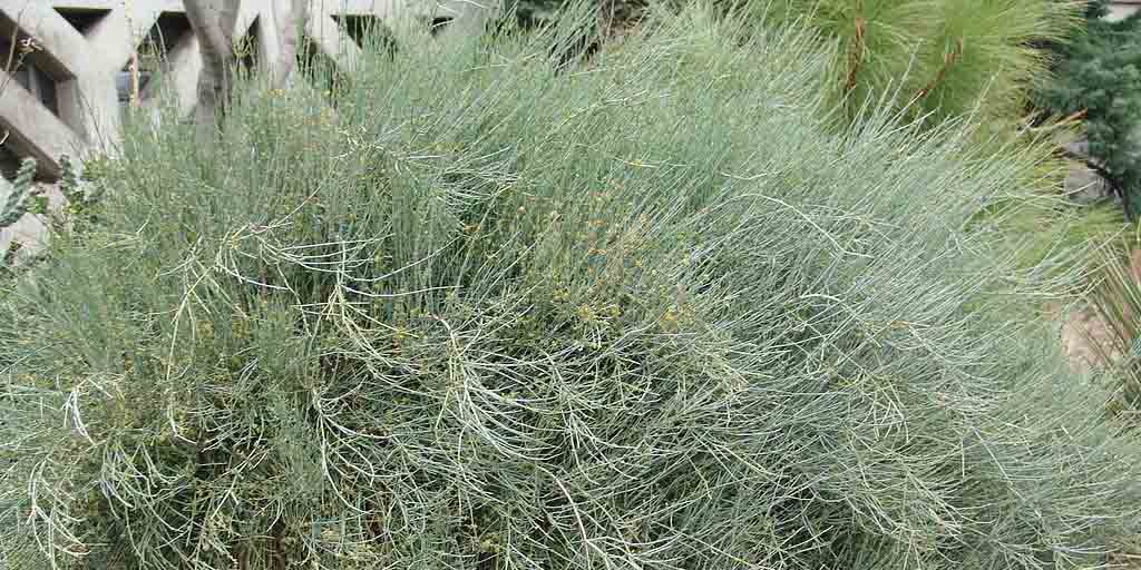 Przęśl skrzypowata