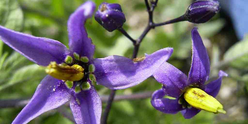 Psianka słodkogórz