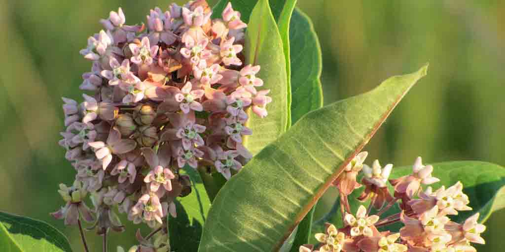 Trojeść amerykańska