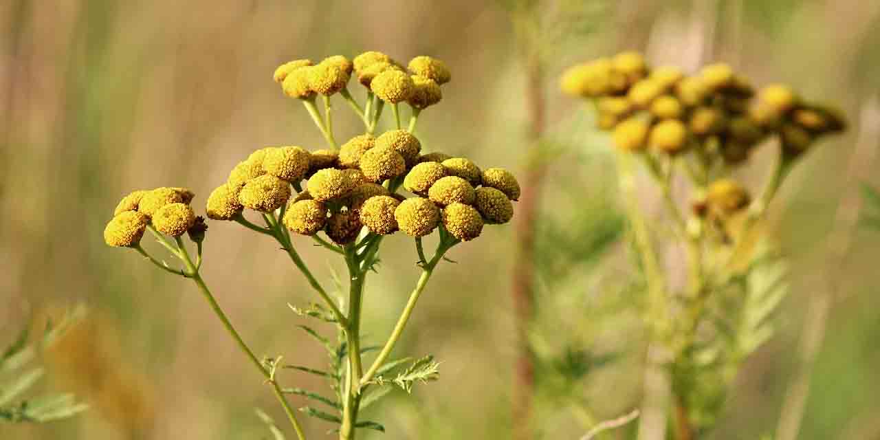 Wrotycz szerokolistny