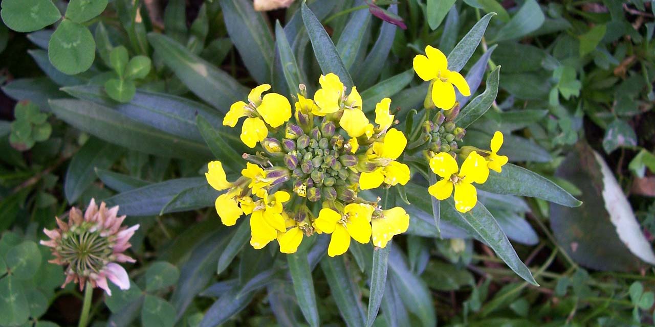 Pszonak drobnokwiatowy