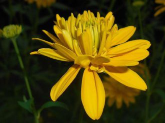 Rudbekia naga