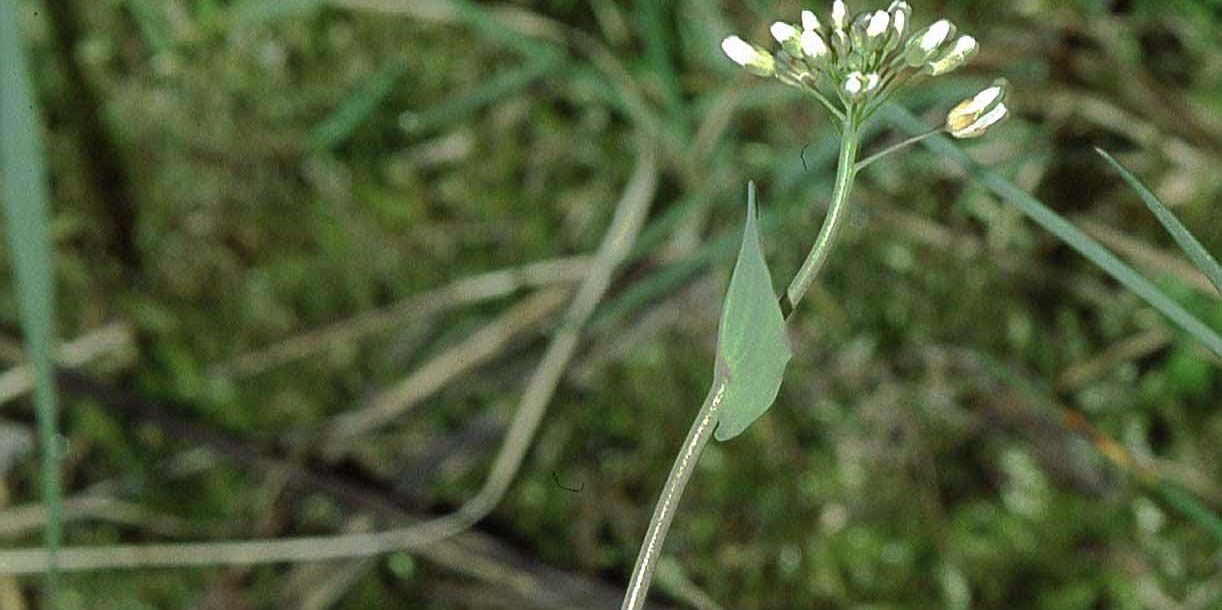 Tobołki przerosłe